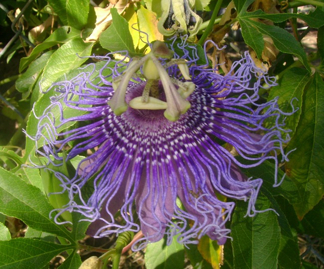 Unknown purple flower